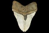Fossil Megalodon Tooth - North Carolina #124904-2